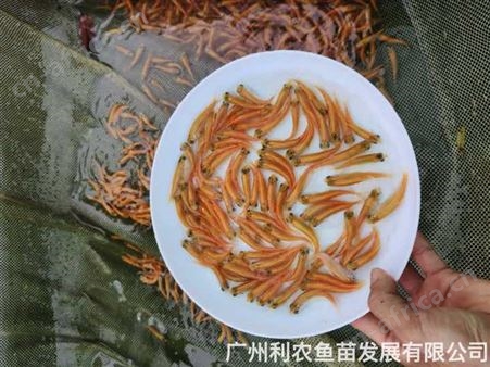 放生鱼苗批发 品种多样 准时送货 专业团队 大型养殖基地