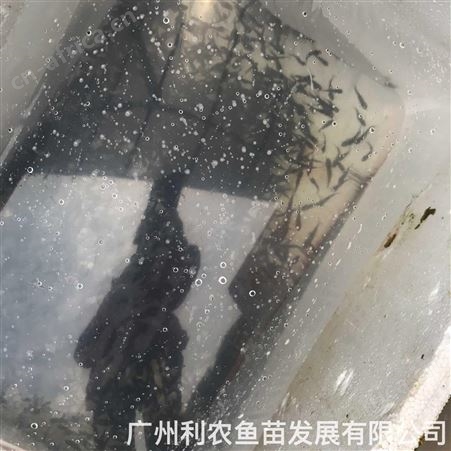 杂交生鱼苗批发 乌鱼苗出售 养殖前景好利润大