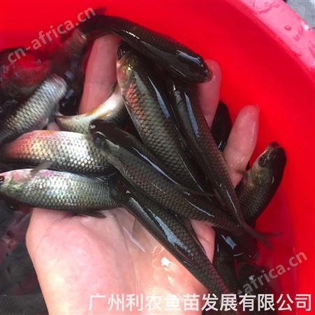 杂交生鱼苗批发 乌鱼苗出售 养殖前景好利润大