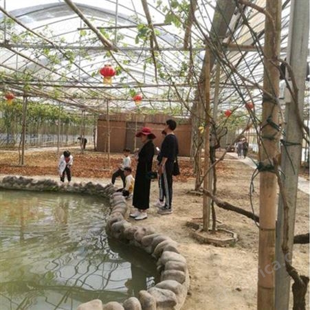 聚丰 生态园大棚种植大棚作用 春秋棚种植大棚制作