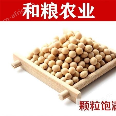 黄豆价格 黑龙江大豆出厂价走势新行情 国内东北绥化海伦大豆毛粮期货 和粮农业