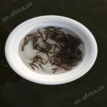 中渔水产 淡水鱼苗 三号鲈鱼 欢迎选购