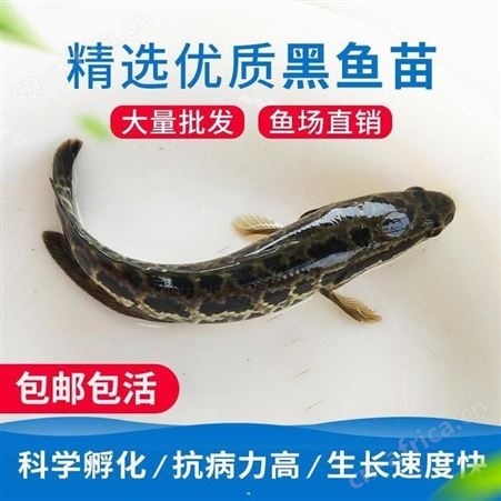 乌鱼苗 广东杂交黑鱼苗批发 生鱼苗 乌鱼苗活体批发杂交黑鱼