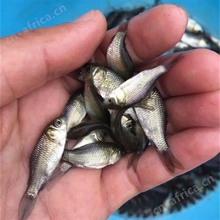哪里有批发鲫鱼苗