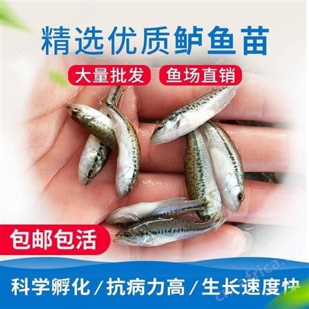 黑鲈鱼苗加州鲈优鲈1号鲈鱼苗 鲈鱼苗 加州鲈 鱼苗淡水活体大口鲈鱼苗
