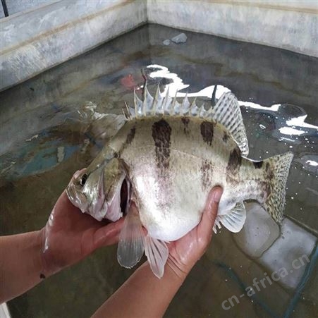 桂花鱼苗 正宗桂花鱼苗 鳜鱼苗繁殖场