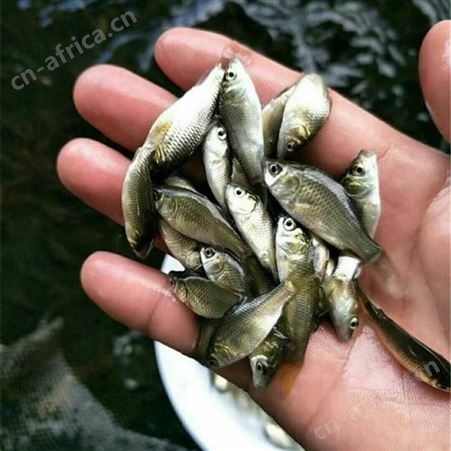 哪里有批发鲫鱼苗