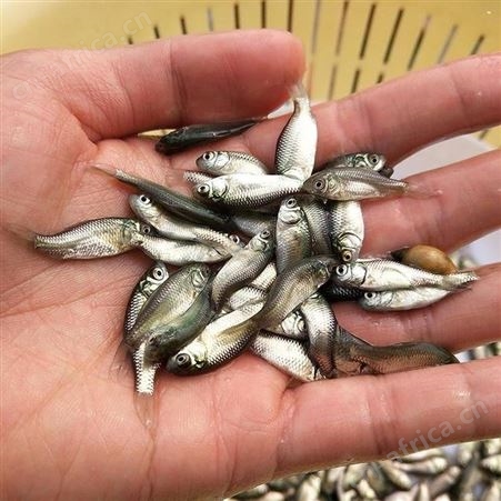 鲫鱼水花 直供鲫鱼苗 湘云鲫 中科3号鲫鱼苗 彭泽鲫鱼苗 湘云鲫鱼