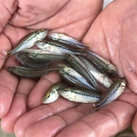 鲈鱼苗供应鲈鱼苗 淡水加州鲈鱼苗  大口鲈鱼苗