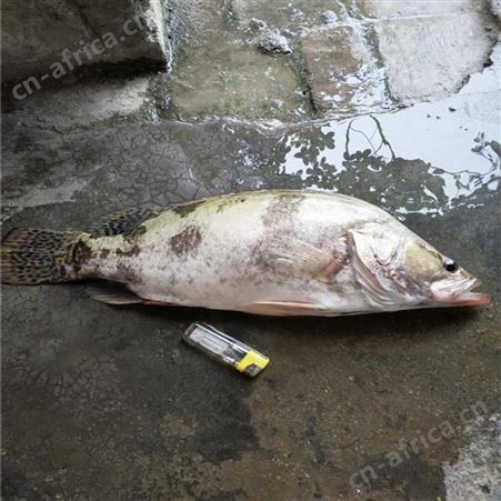 桂花鱼苗 正宗桂花鱼苗 鳜鱼苗繁殖场