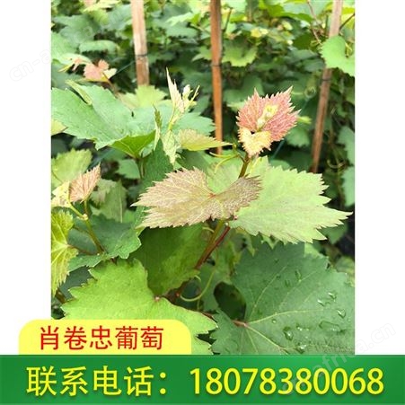 葡萄苗 妮娜皇后葡萄苗广西钦州现货出售