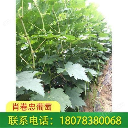 广西桂林兴安葡萄种植：选择甜蜜蓝宝石葡萄苗品种好