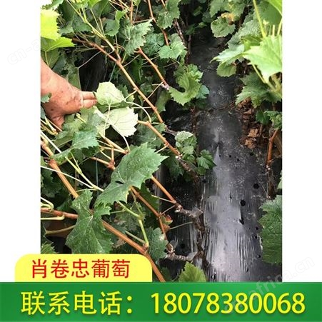 广西葡萄种植：贵港阳光玫瑰葡萄苗大量供应