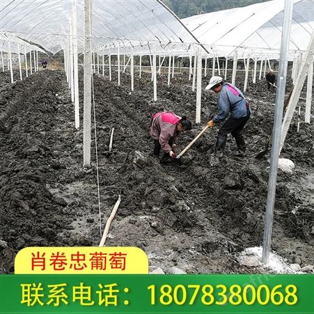 广西贵港棚架安装-罗汉果架搭设收费合理