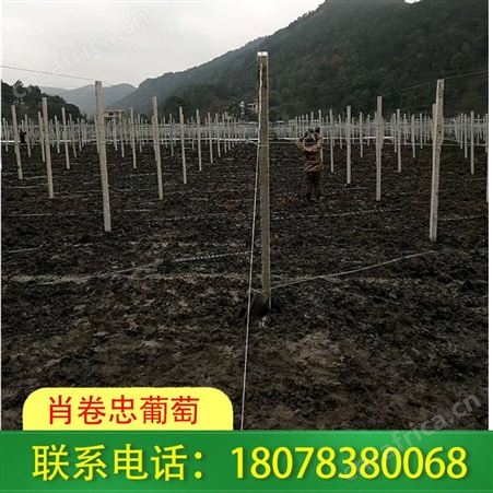恭城火龙果架制作_我们报价优