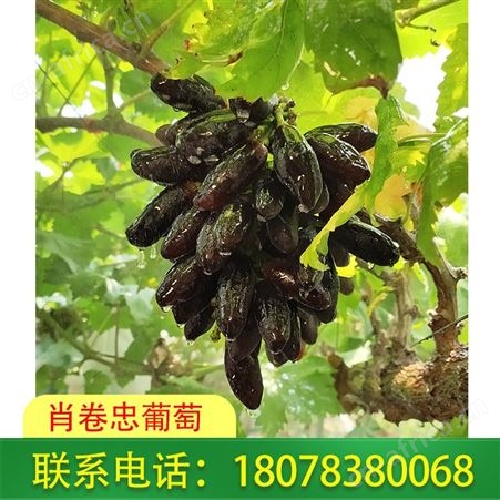 广西桂林葡萄批发基地_种植生态蓝宝石葡萄多年