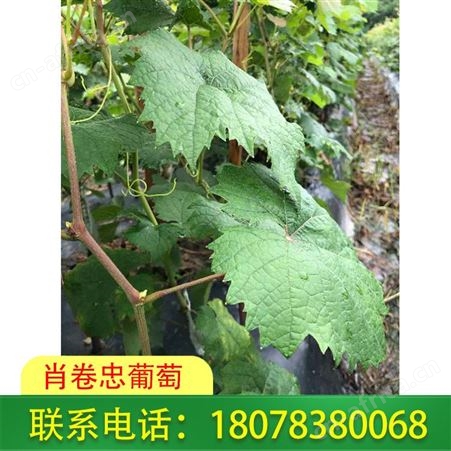 广西贵港阳光玫瑰葡萄苗批发基地在线报价