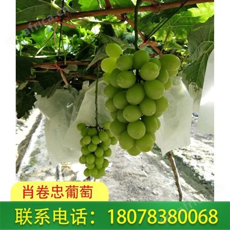 广西桂林恭城阳光玫瑰葡萄一件报价实在