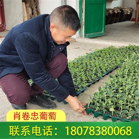 日本甜瓜苗远销广西桂林灵川等地