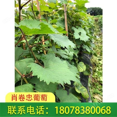 广西妮娜皇后葡萄苗批发基地售后服务热情