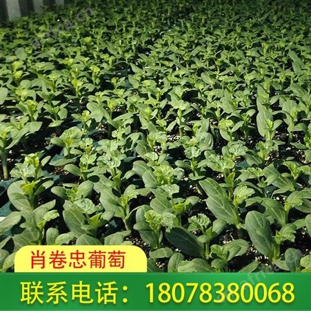 大甜王西瓜苗价格美丽 商家远发广西桂林周边