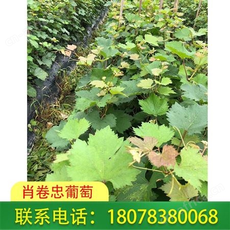 葡萄苗 妮娜皇后葡萄苗广西钦州现货出售