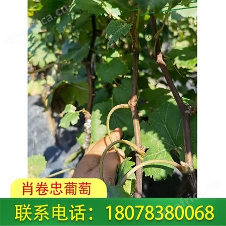广西葡萄种植 桂林妮娜公主苗基地现挖现卖