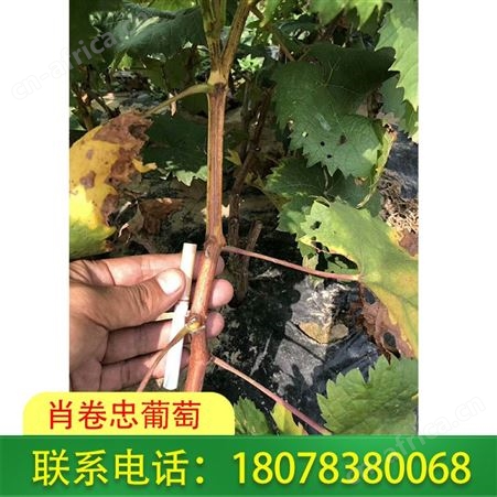 广西5bb砧木批发_阳光玫瑰葡萄苗大量供应