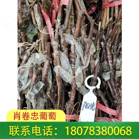 广西葡萄种植：贵港阳光玫瑰葡萄苗大量供应
