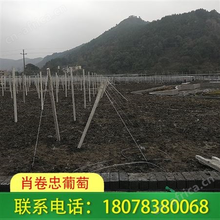 百色猕猴桃架 各种果园棚架搭设报价