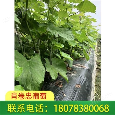 桂林葡萄种植-广西阳光玫瑰葡萄苗抗病力高