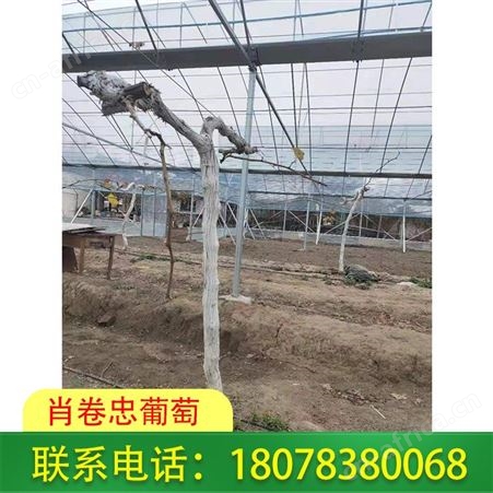 广西Po膜-日光温室大棚-葡萄棚常用