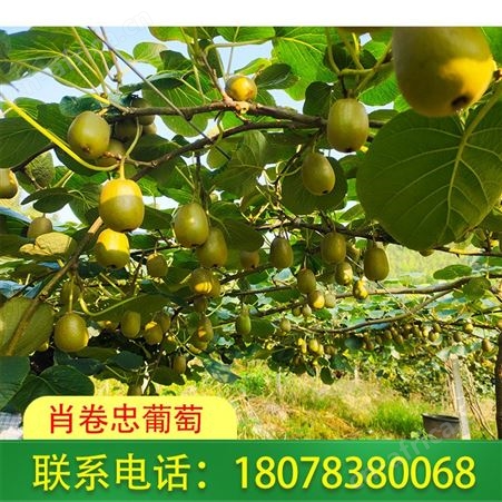 广西桂林红心猕猴桃种植园发货及时