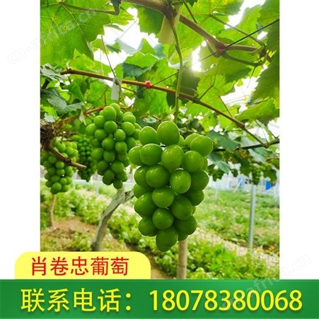 广西北海阳光玫瑰葡萄可以发货