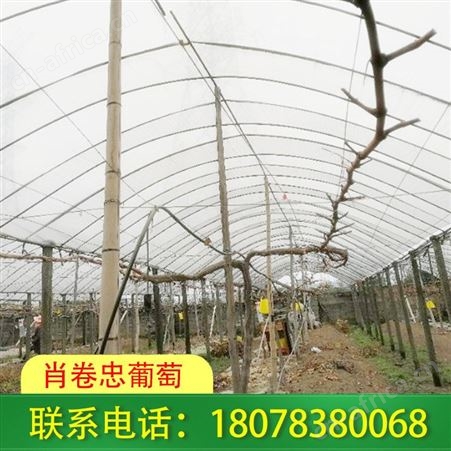 兴安水泥杆葡萄果架搭建_肖卷忠经验丰富