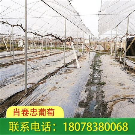 广西连栋温室大棚采用钢结构建造超级耐用