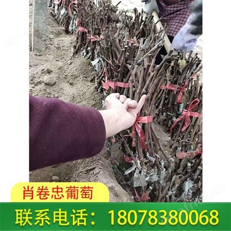 广西桂林兴安葡萄种植：选择甜蜜蓝宝石葡萄苗品种好