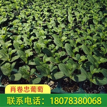 大甜王西瓜苗价格美丽 商家远发广西桂林周边