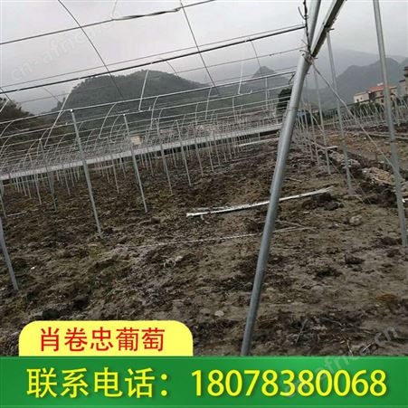 贺州钢管蔬菜大棚骨架搭建我们服务周到