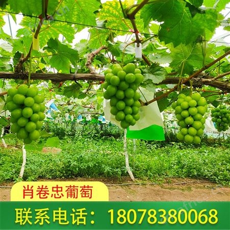 广西北海阳光玫瑰葡萄可以发货