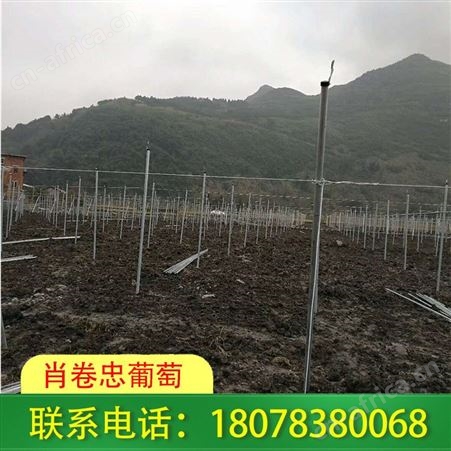 贺州钢管独立大棚—草莓园搭建施工工程