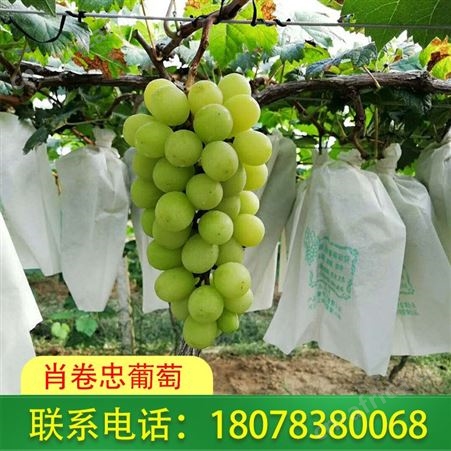 广西桂林恭城阳光玫瑰葡萄一件报价实在