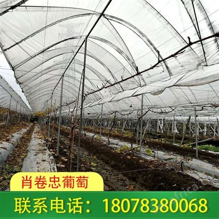 桂林永福钢管独立大棚搭建工期快