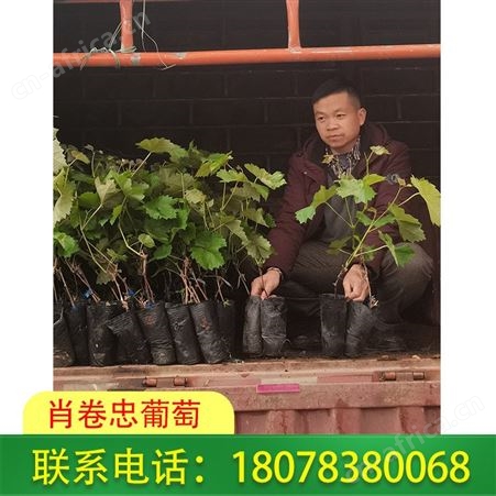 广西阳光玫瑰葡萄苗-桂林阳光玫瑰脱毒苗性价比高