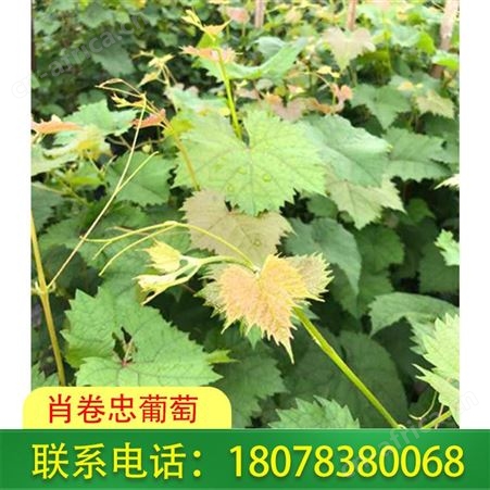 广西葡萄种植：贵港阳光玫瑰葡萄苗大量供应