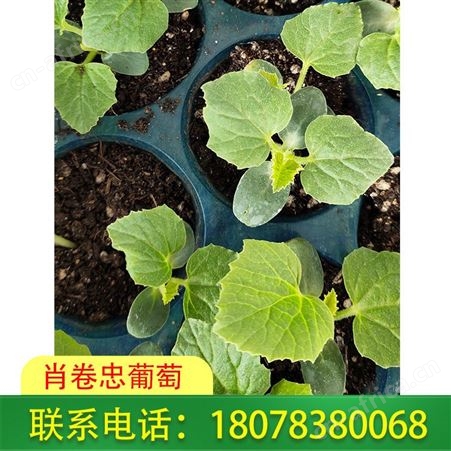龙胜天山美西瓜苗种植请认准肖卷忠葡萄基地