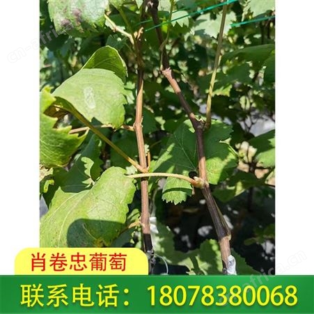 广西妮娜皇后葡萄苗批发基地售后服务热情