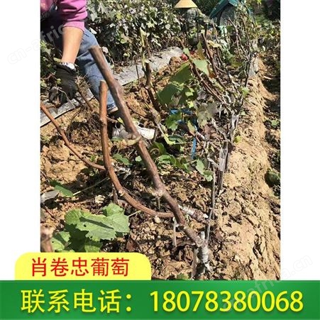 广西桂林兴安葡萄种植：选择甜蜜蓝宝石葡萄苗品种好