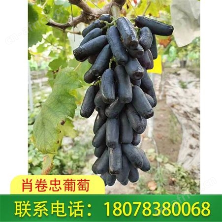 广西桂林葡萄批发基地_种植生态蓝宝石葡萄多年