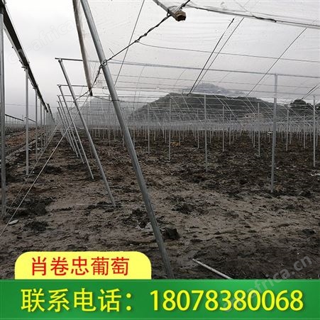 广西钢结构连栋大棚_桂林草莓棚架我们常年承接